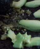 Salsa verde con aguacate criollo