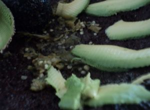 Una foto de Salsa verde con aguacate criollo