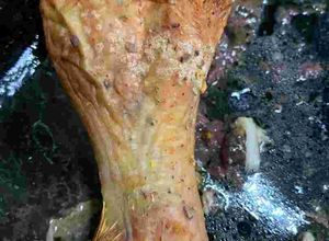 Una foto de Patitas al horno crujientes