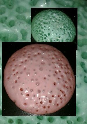 Foto resep Kue Cubit Teflon Berserat tanpa Telur