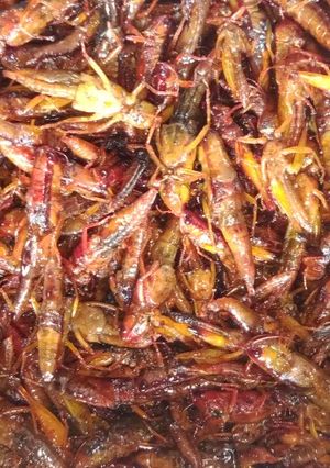 Foto resep Belalang pedas manis krispi