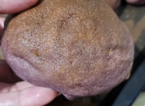 Foto resep Taro Bun