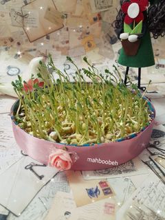 عکسی از دستور سبزه حبوبات (سبزه نخود)🍀