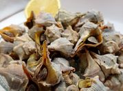Una foto de caracoles de mar