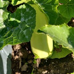 A picture of Courgettes panèes.