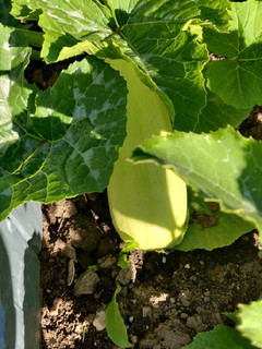 A picture of Courgettes panèes.