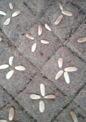 صورة لوصفة كبة لحمة بالفرن