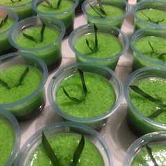 รูปของ Puding Lumut Pandan - Coklat