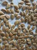 Semillas de zapallo tostadas (snack nutritivo)