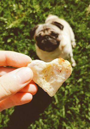 Una foto de Galletas para perro🐶
