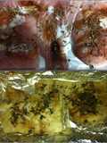 Merluza al horno