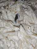 Pasta al salmone
