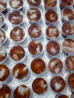 Foto resep Puding kelapa muda serut