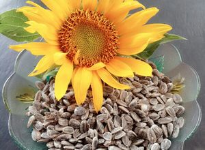 Foto resep 1 ~ 4 Kuaci Bunga Matahari 🌻🌻🌻