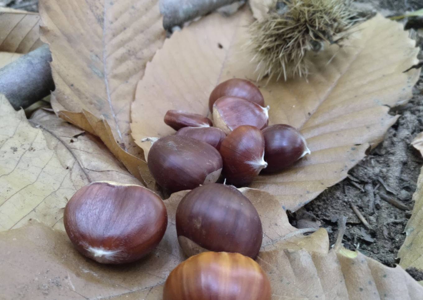 Castañas asadas al microondas