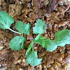 A picture of Chorizo T.O.R.