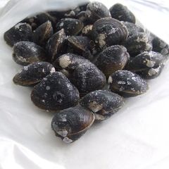 How to Preserve Shijimi Clams in the Freezer A picture of How to Preserve Shijimi Clams in the Freezer.