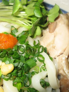 A picture of Tasty Noodles! Cold Udon with Steamed Chicken.