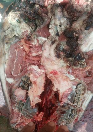 A picture of Boiling cow head and soup.