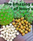 Chè hạt sen tươi nha đam