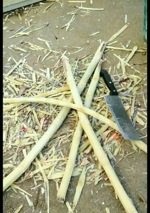 A picture of How to Make Brown Sugar from Sugarcane at Home.