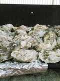 Barbecue Oysters