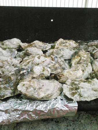 Simple Way Prepare Recipe Barbecue Oysters that is Can Pamper Your Tongue, Addictive}