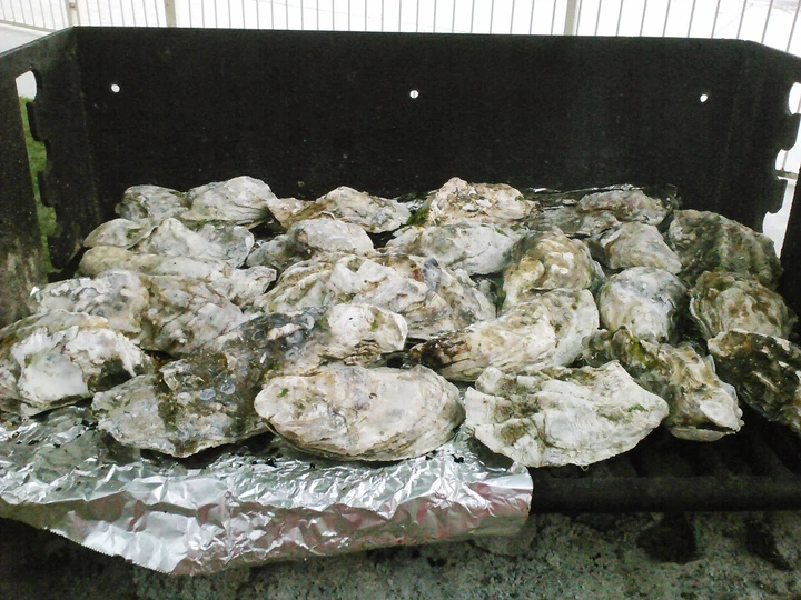 Simple Way Prepare Recipe Barbecue Oysters that is Can Pamper Your Tongue, Addictive}