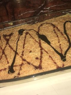 صورة لوصفة حلى الخشخش 😋😋😋😋