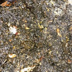 A picture of Sweet Potatoes leaf (Greens).