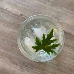 Gin and tonic | lemon pelargonium 🍋 A picture of Gin and tonic | lemon pelargonium 🍋.