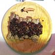 Secreto ibérico con salsa de monte
