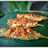 Ikan KEMBUNG BAKAR Padang