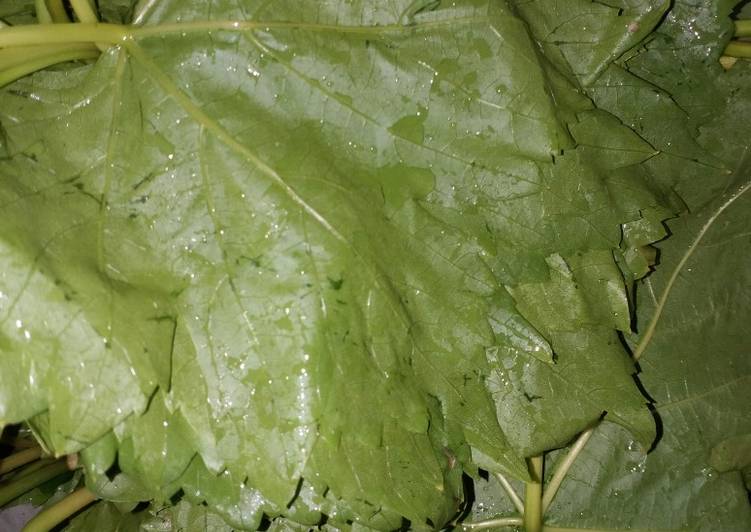 برگ مو (تو آب نمک واسه زمستون) دستور توسط 👑Hasti👑 - کوکپد