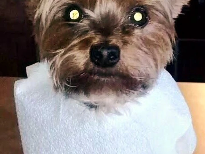 Recipe Mike&amp;#39;s Amazing Chicken Pup-Sickles! the Can Spoil the Tongue Appealing