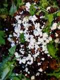Mixed Greens, candied walnuts, feta &cranberry