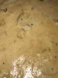 Creamy Onion Sauce