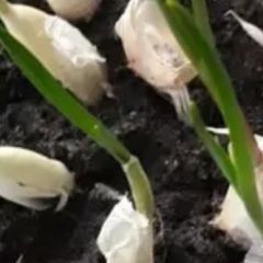 A picture of Garlic.