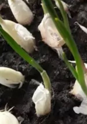 A picture of Garlic.