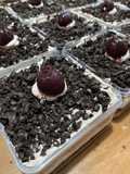 Blackforest Dessert Box