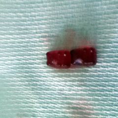A picture of Giant Gummi Bears.