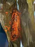 Pepes Ikan Tongkol
