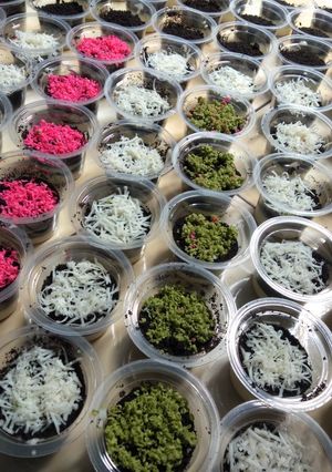 Foto resep Chizkek oreo