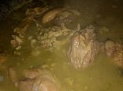 Una foto de pierna de cerdo en olla express