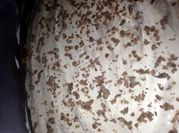 A picture of cadbury oreo