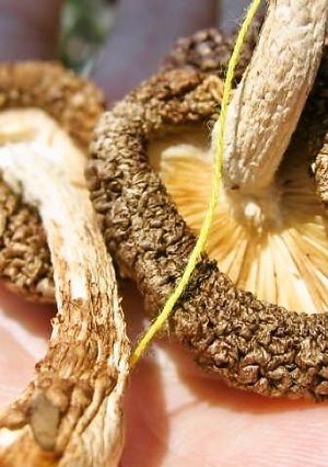A picture of Sun Dried Shiitake Mushrooms with Butter and Soy Sauce.