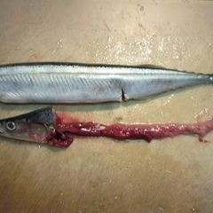 A picture of How to Clean Pacific Saury.