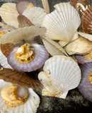 Japanese Steamed Baby Scallops