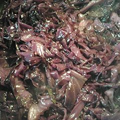 A picture of Rotkohl, Blaukraut, Rotkraut - Red Cabbage.