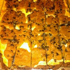 A picture of Chocolate chip squares.